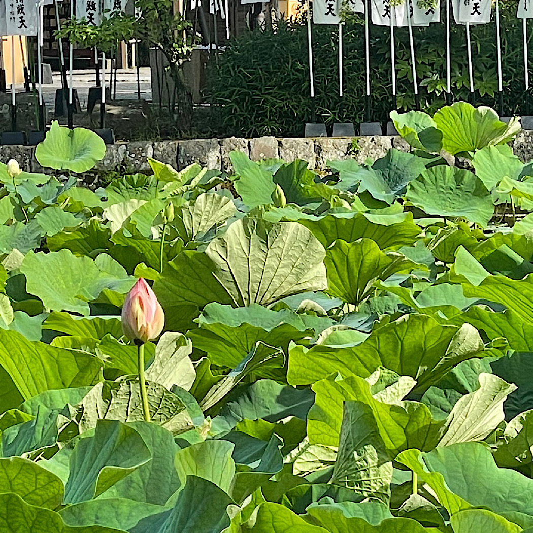 大暑(たいしょ)をむかえた　鎌倉