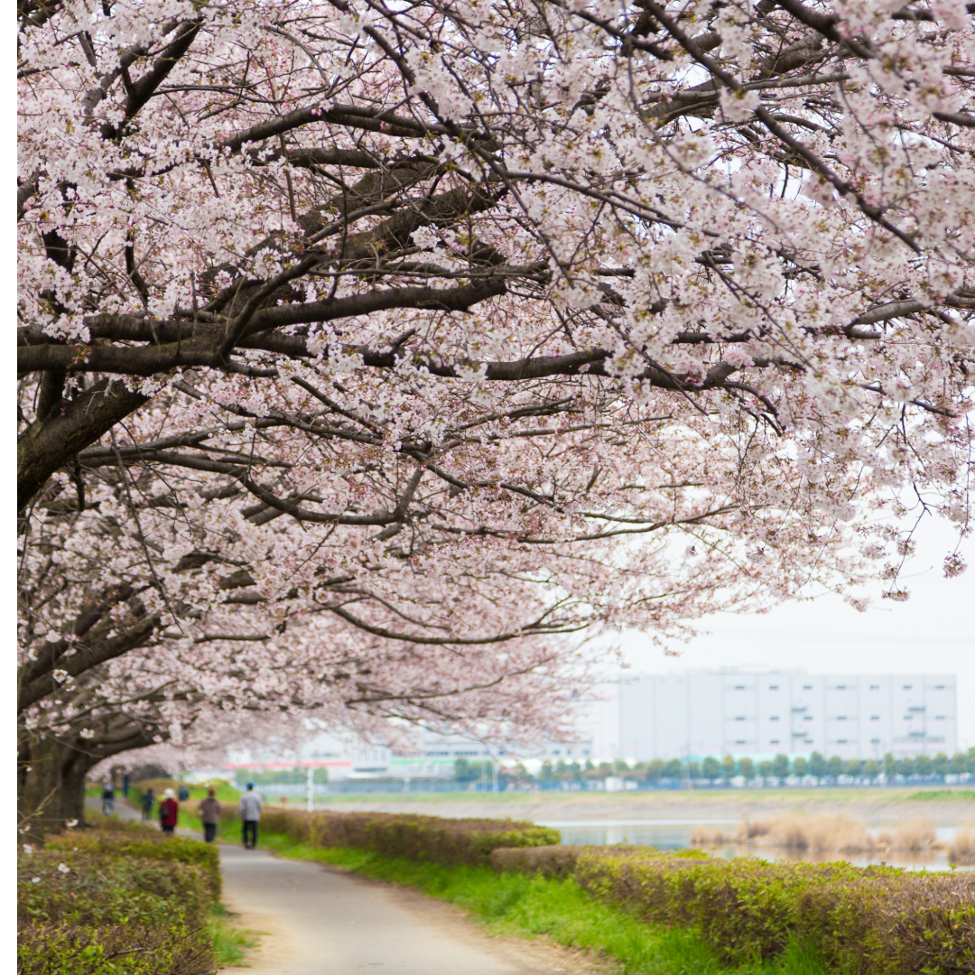 サクラのあと先 羽生