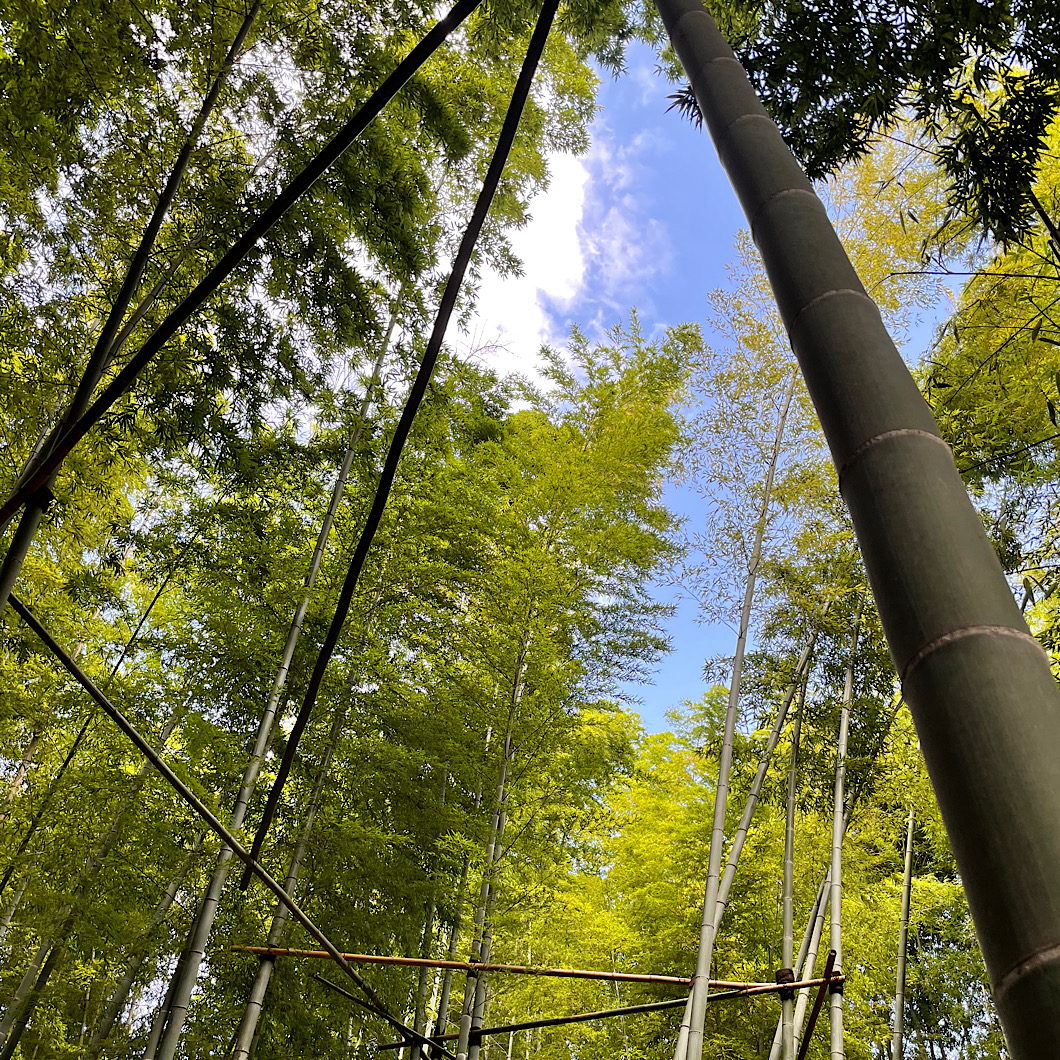 鎌倉　竹の春