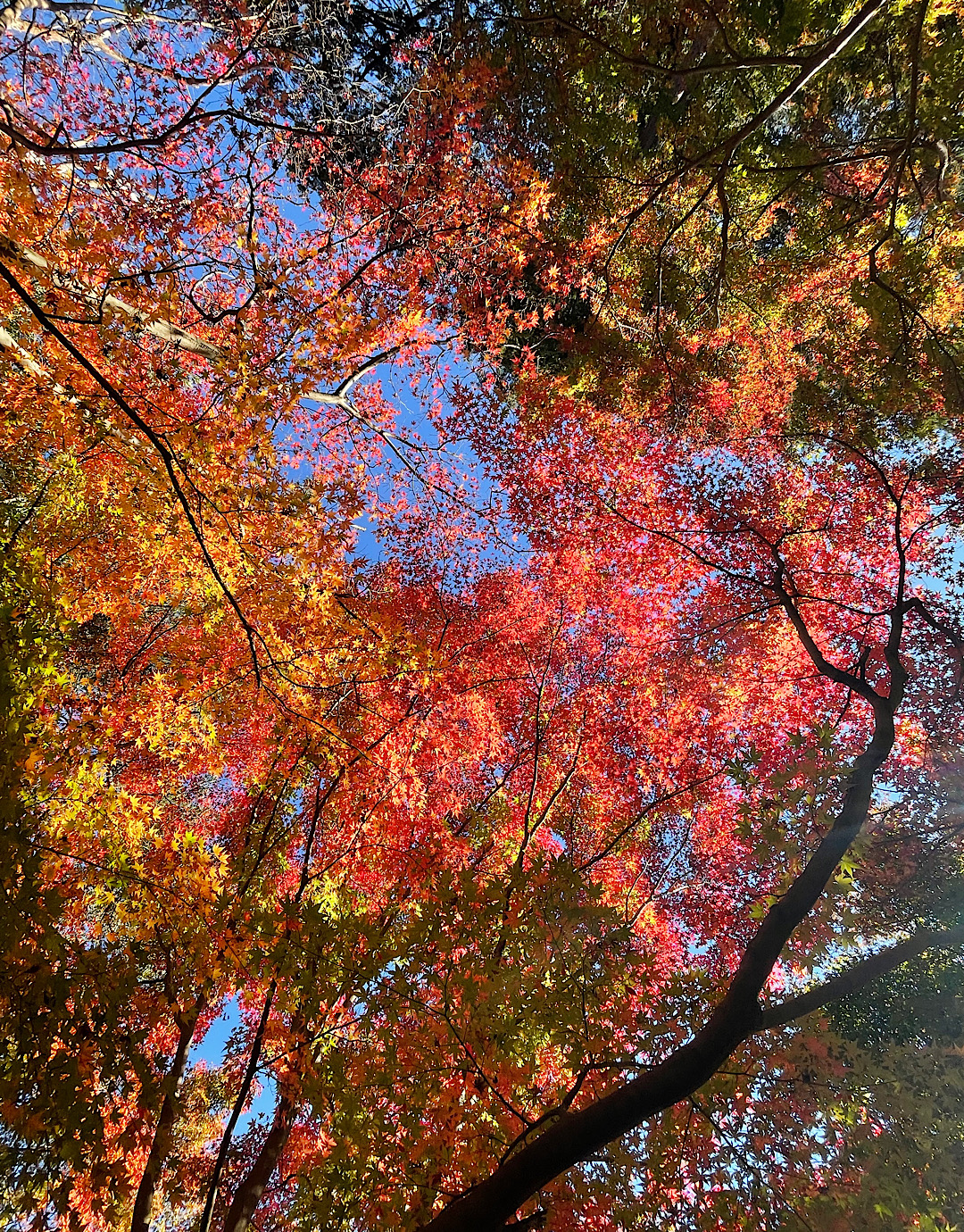 鎌倉　師走をむかえて