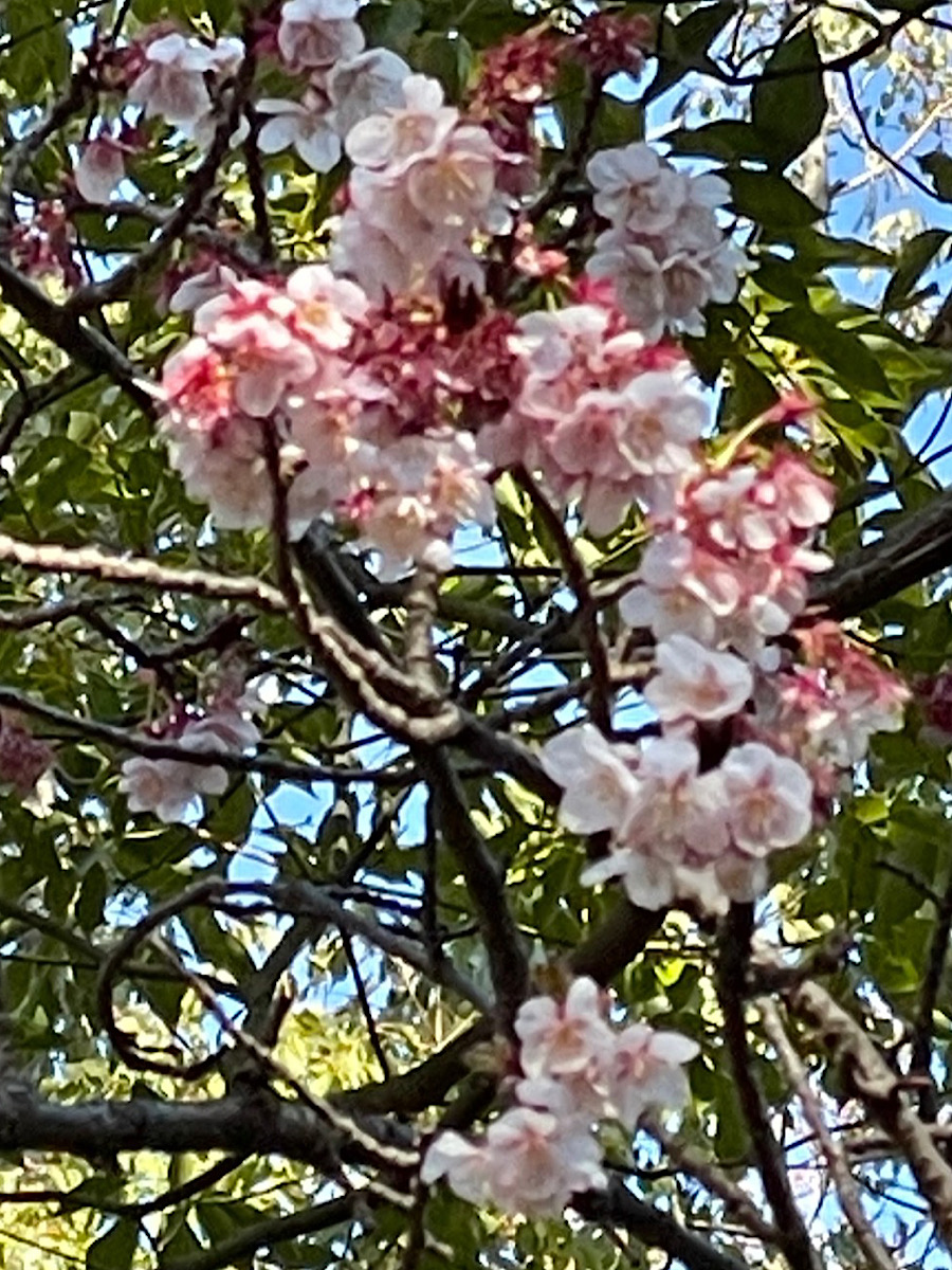 黄鶯睍睆(ウグイスなく)