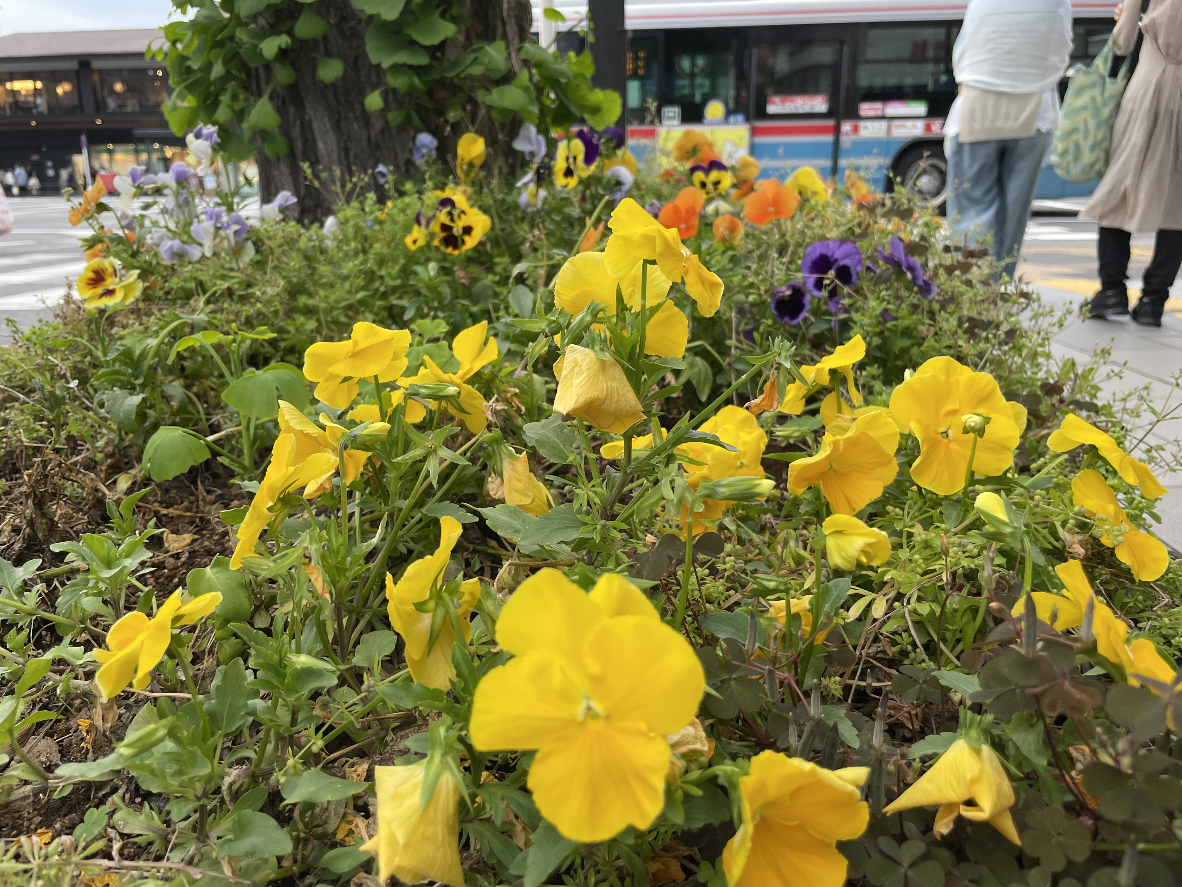 パンジーさく鎌倉