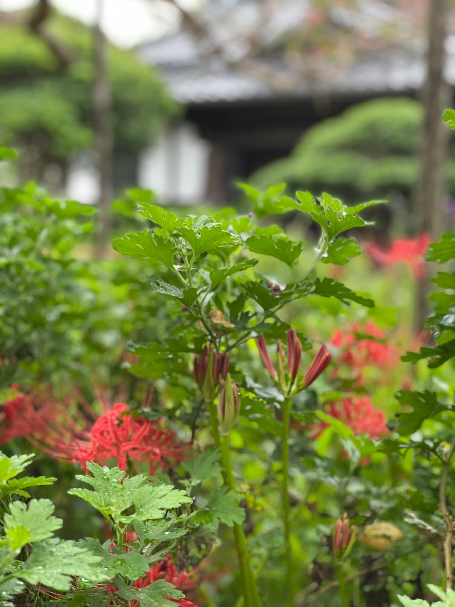 鎌倉　お彼岸をむかえて