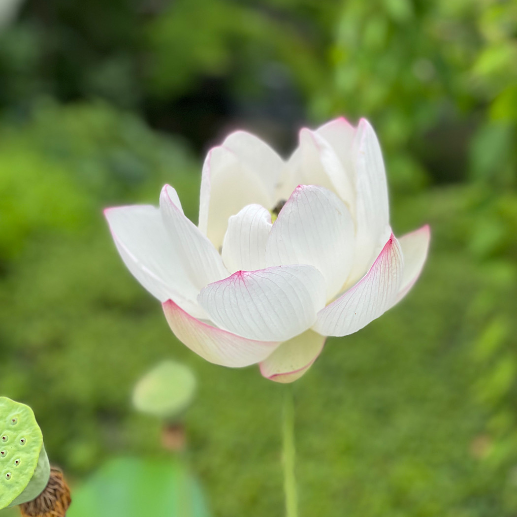 鎌倉　夏の風物詩