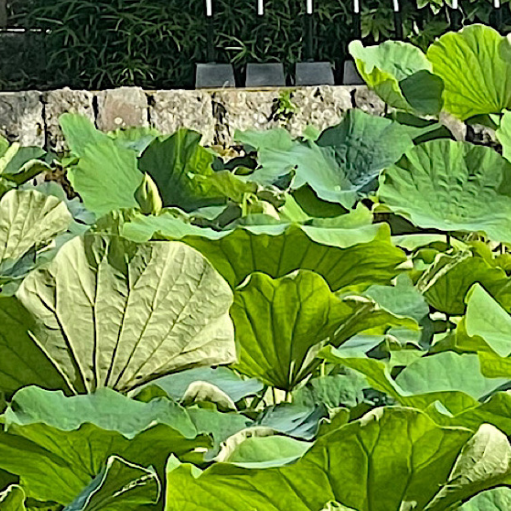 かまくら 源氏池