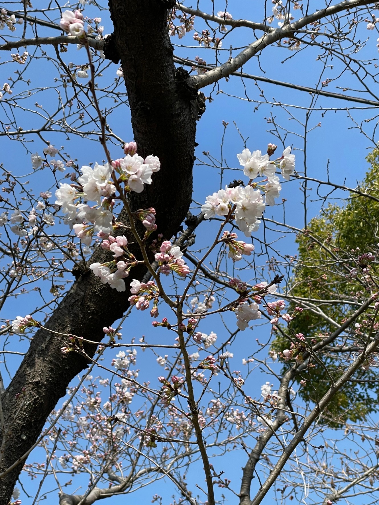 桜始開(さくら　はじめて　ひらく)