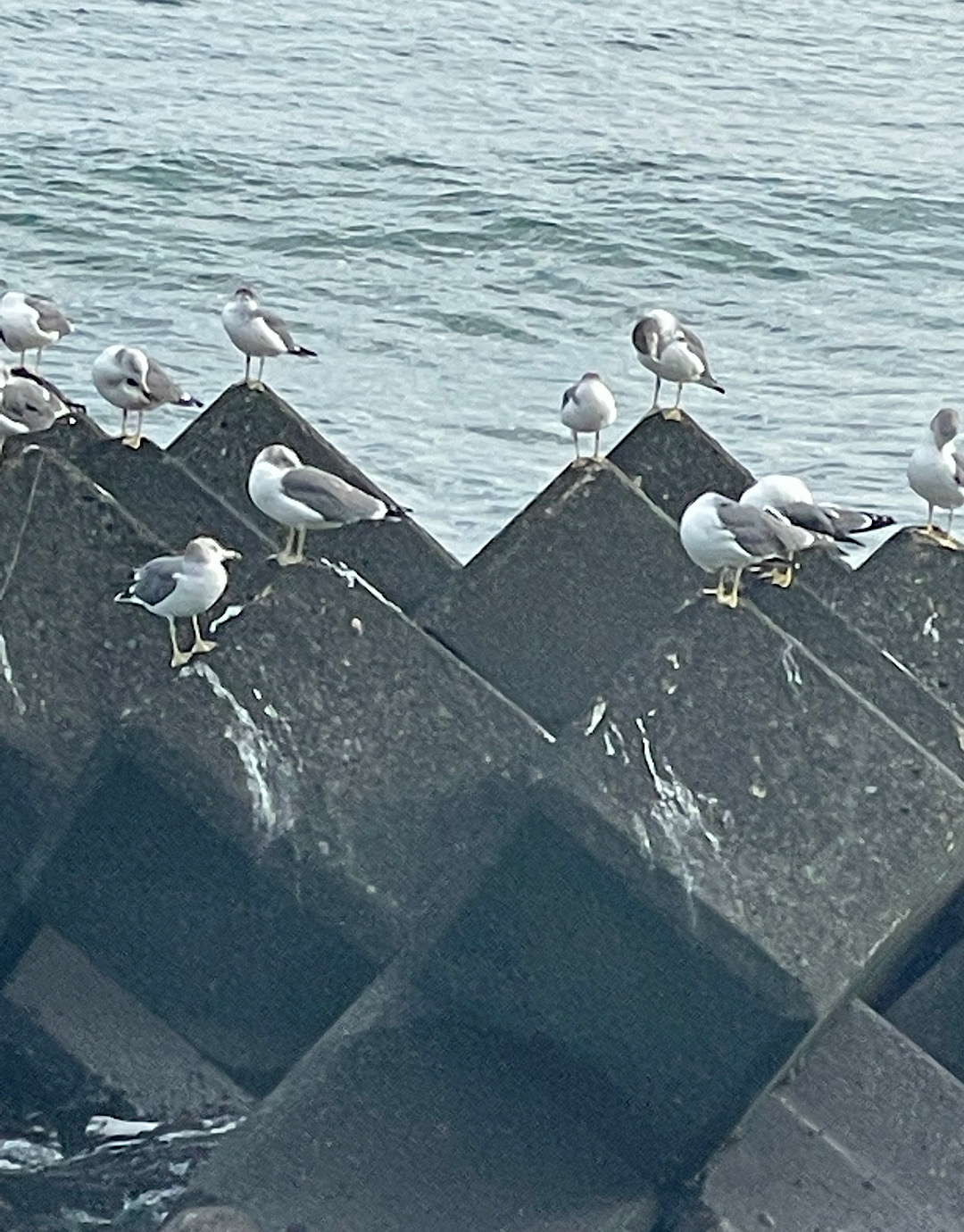 鎌倉のカモメたち