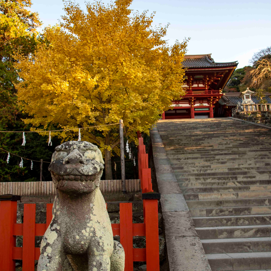 鎌倉　イチョウ