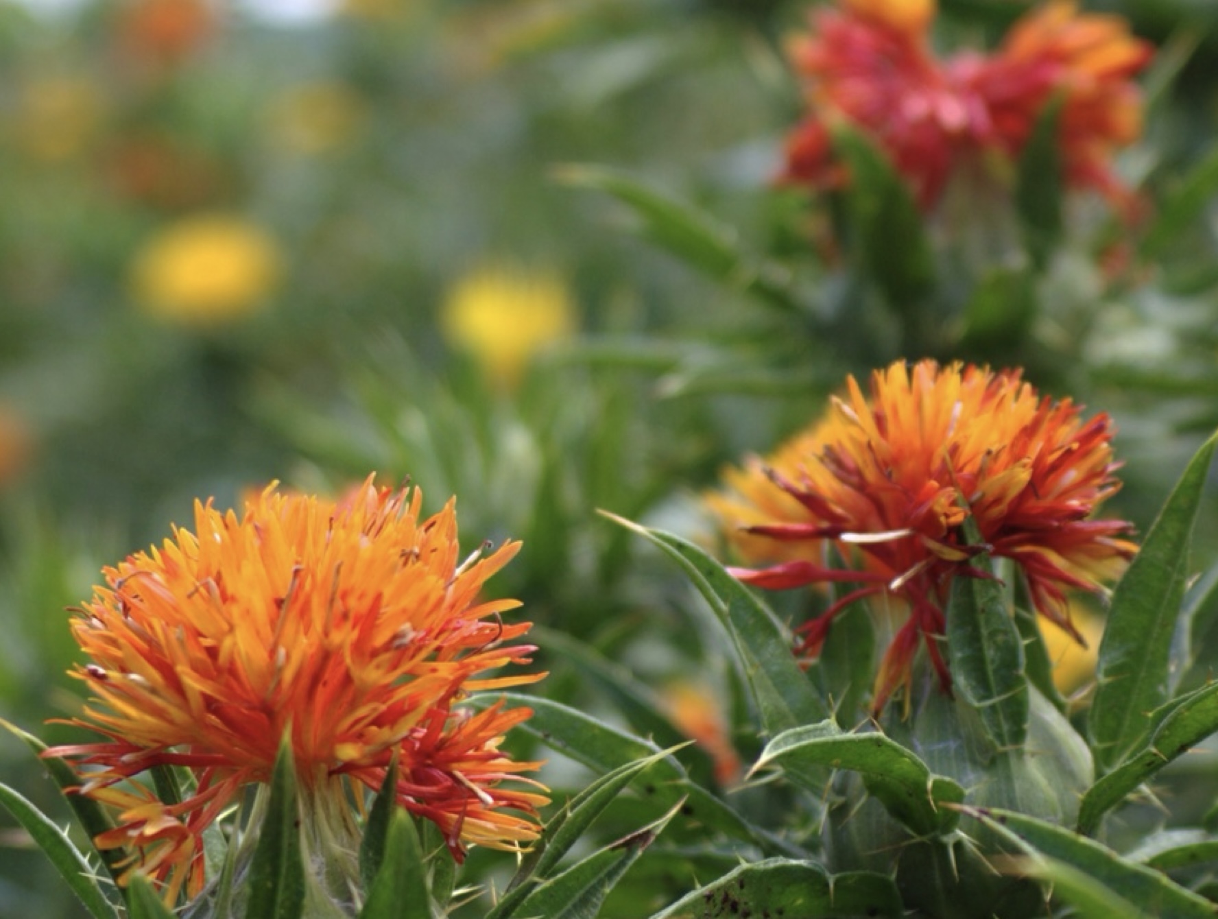 紅花栄(べにはな　さかり)をむかえて