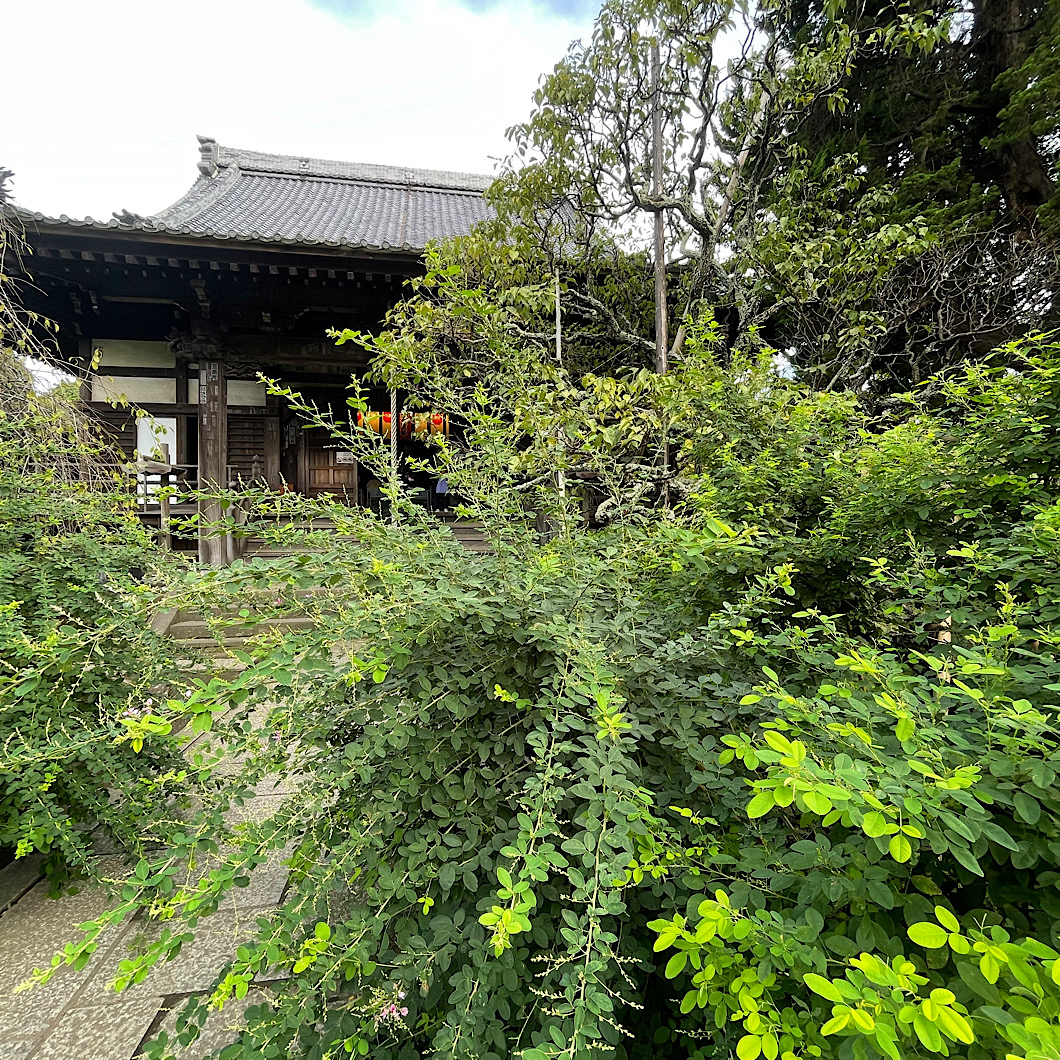 秋の七草