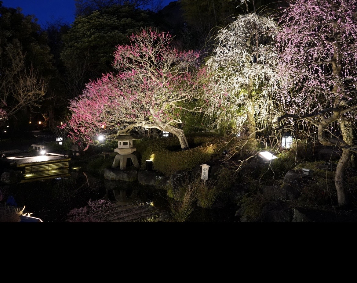 かまくら　梅花見