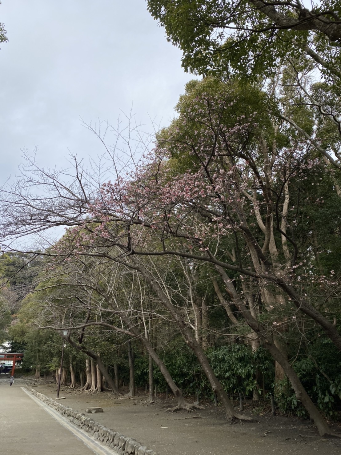 鎌倉　梅だより