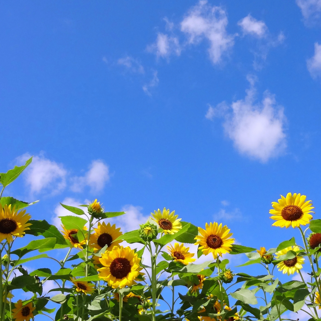 かまくら　夏休み