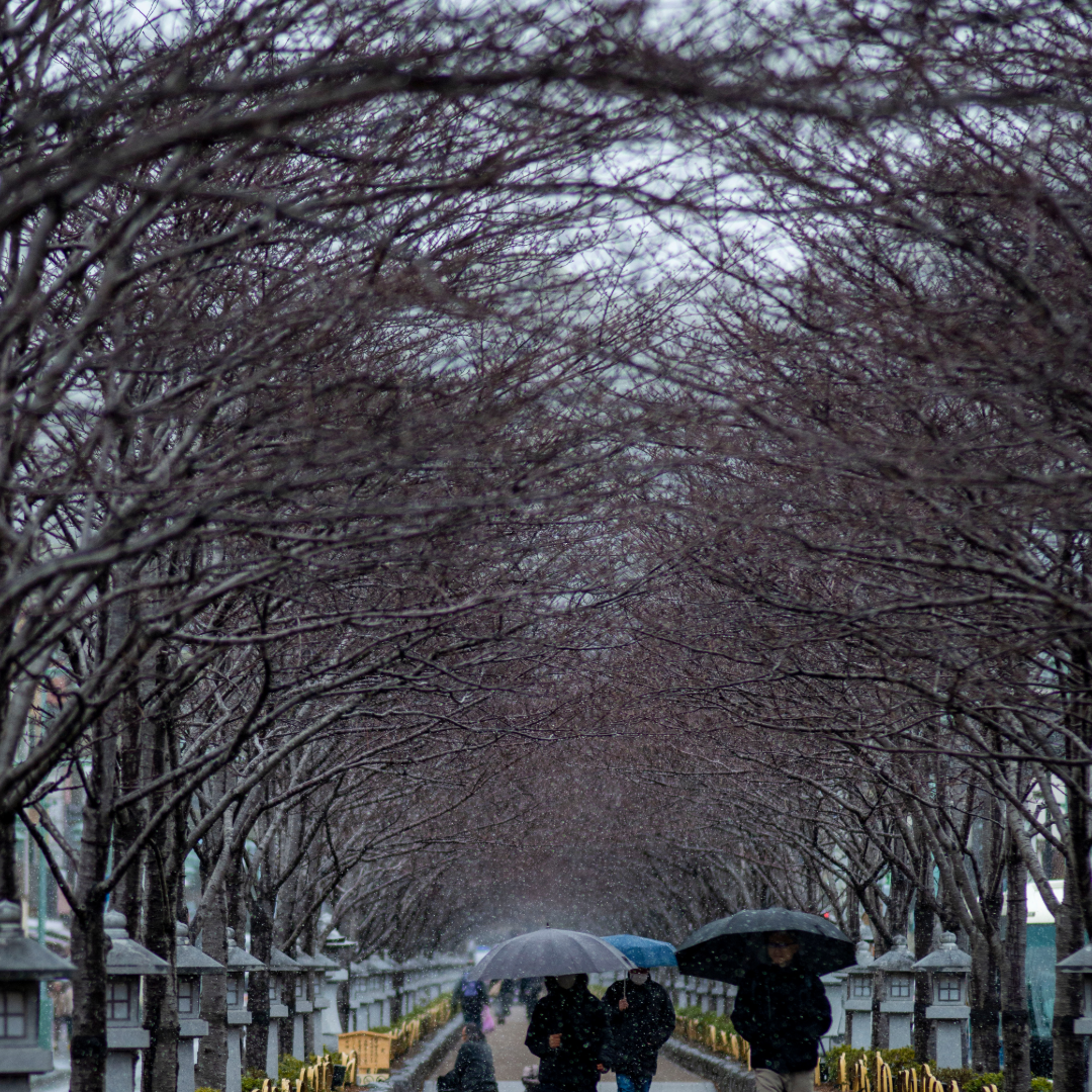 かまくら静かな春