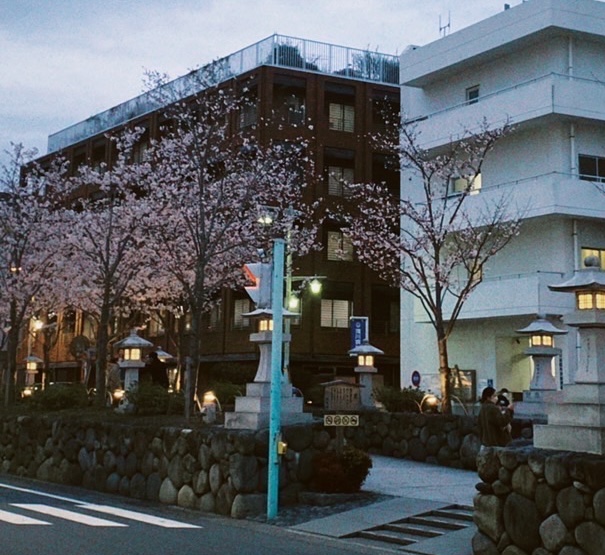 夜桜は鎌倉から