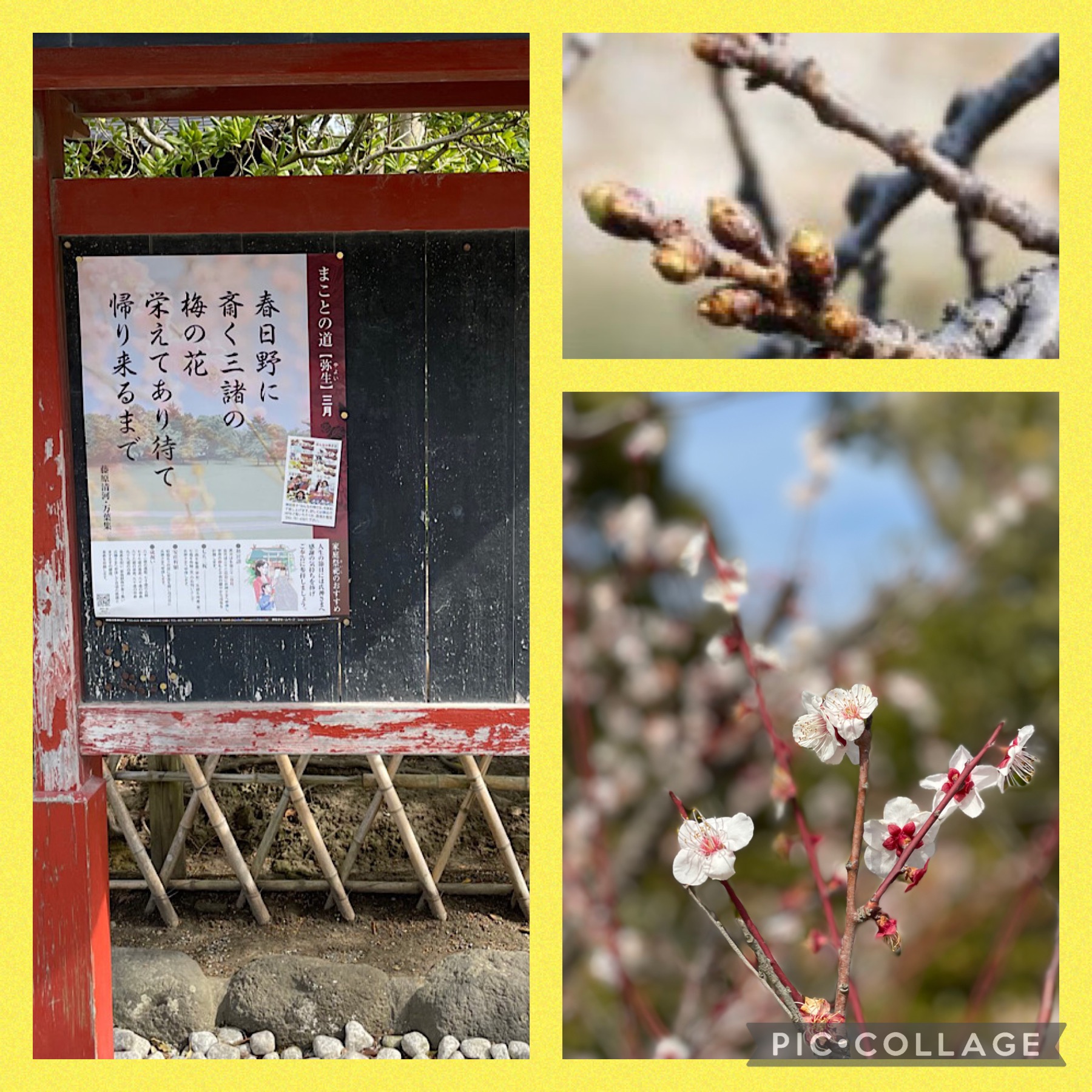 早花咲月（さはなさきづき)に