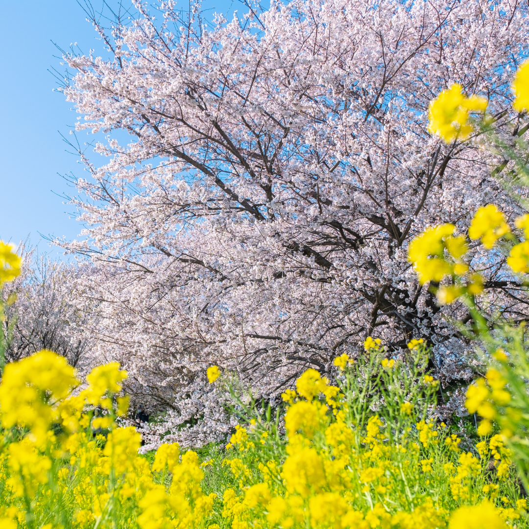 初夏を思わせる陽気
