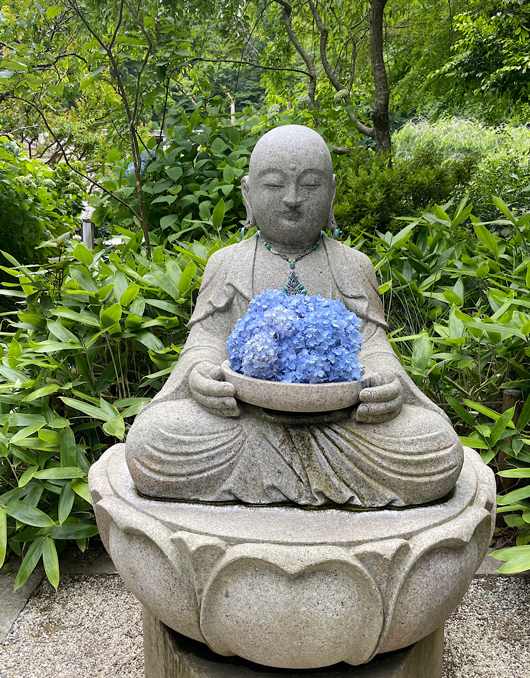 鎌倉　あじさい