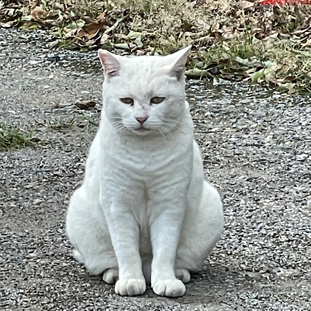ネコトバ