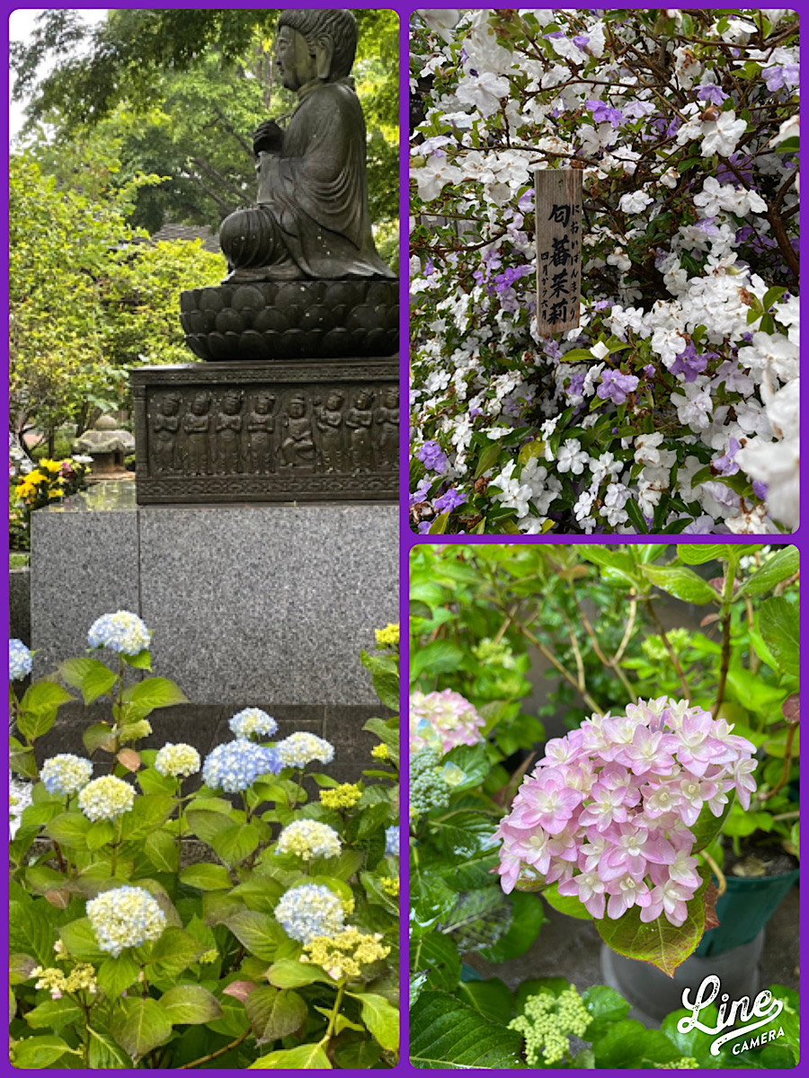 紫陽花に
