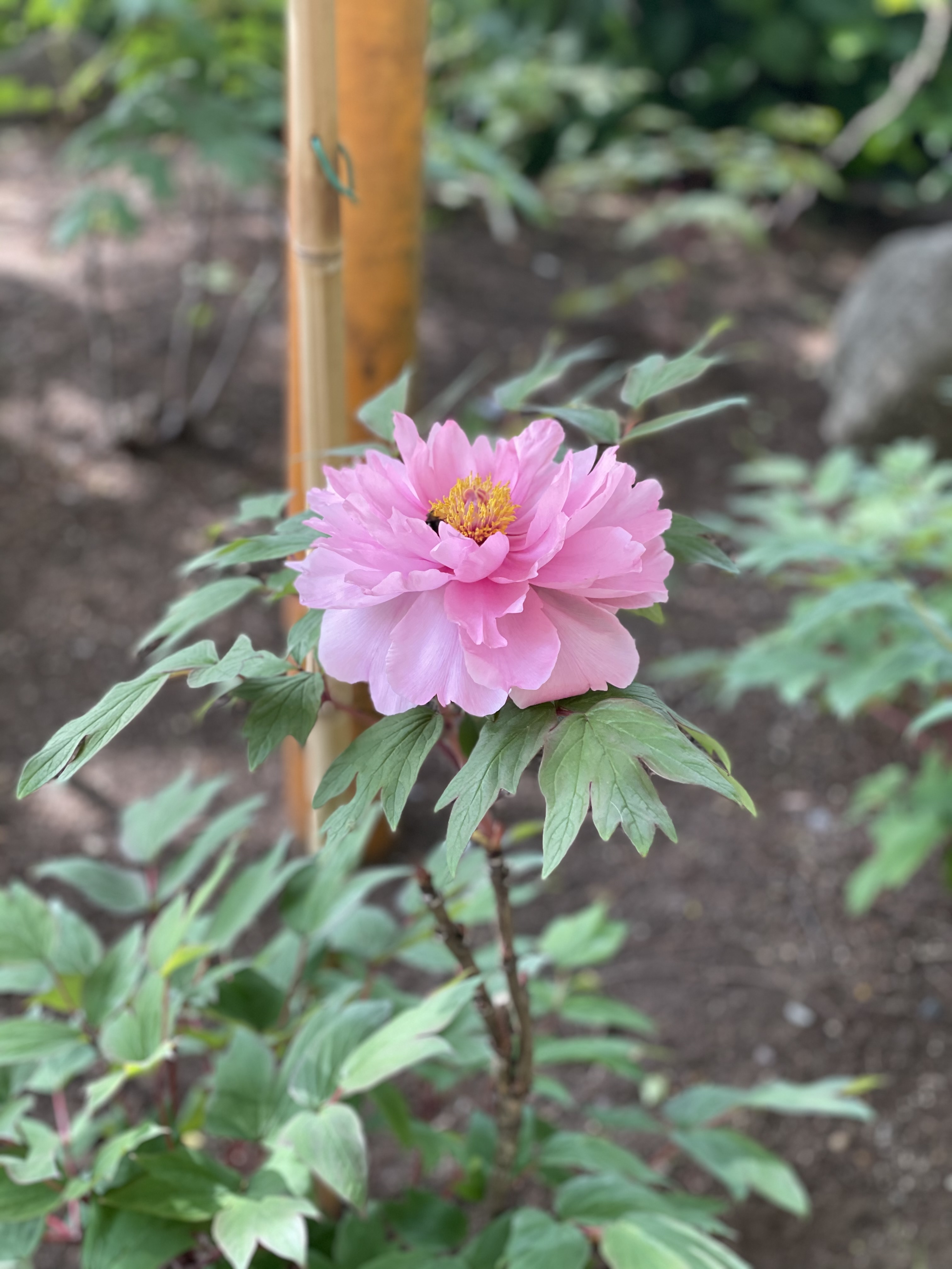 皐月(さつき)をむかえて