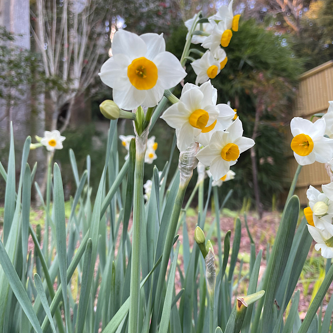 鎌倉　水仙さく
