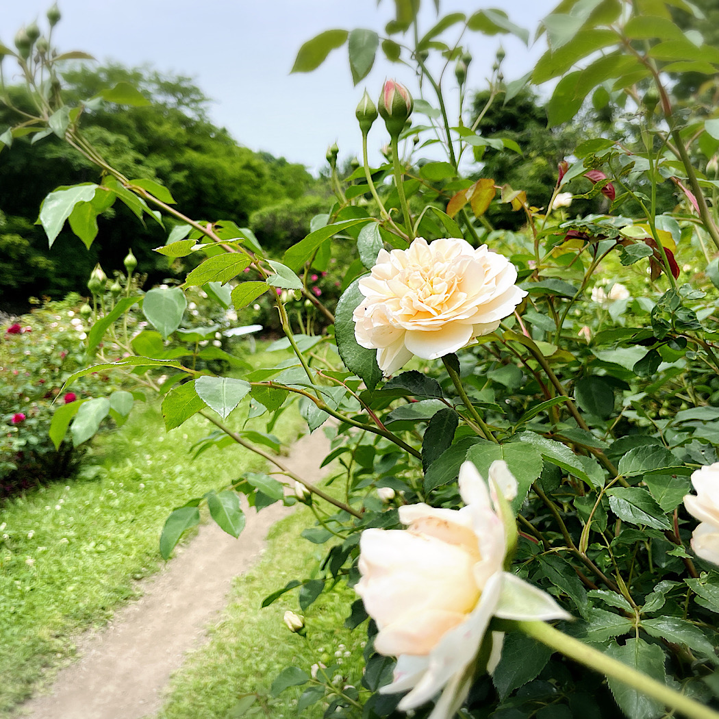 軽井沢タリアセンから