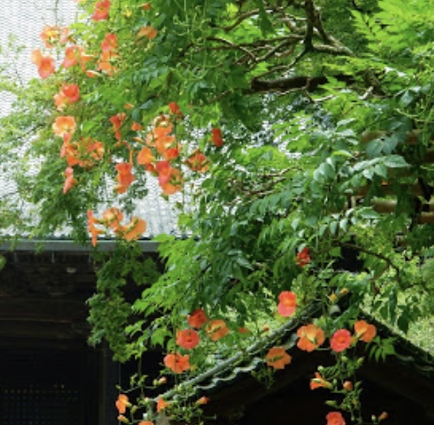 大暑(だいしょ)に