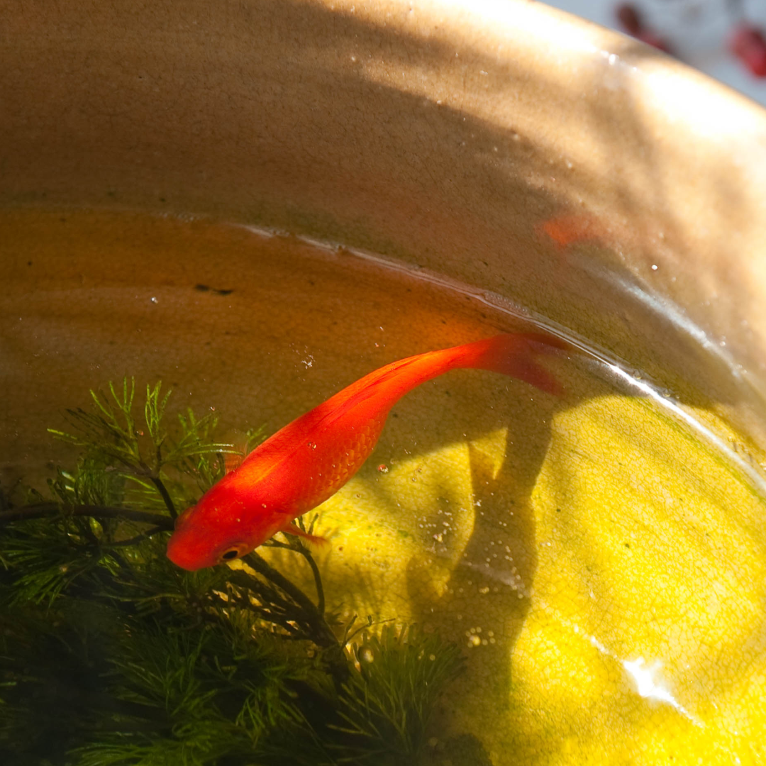 浅草365金魚