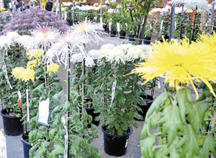 小江戸川越　菊まつり