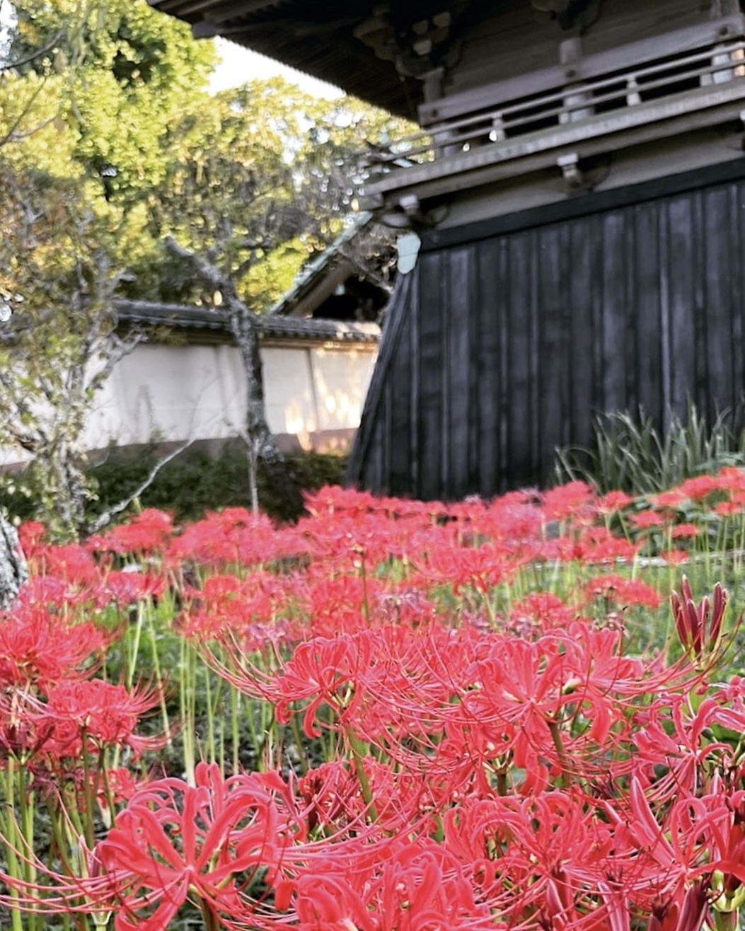 かまくら 秋彼岸