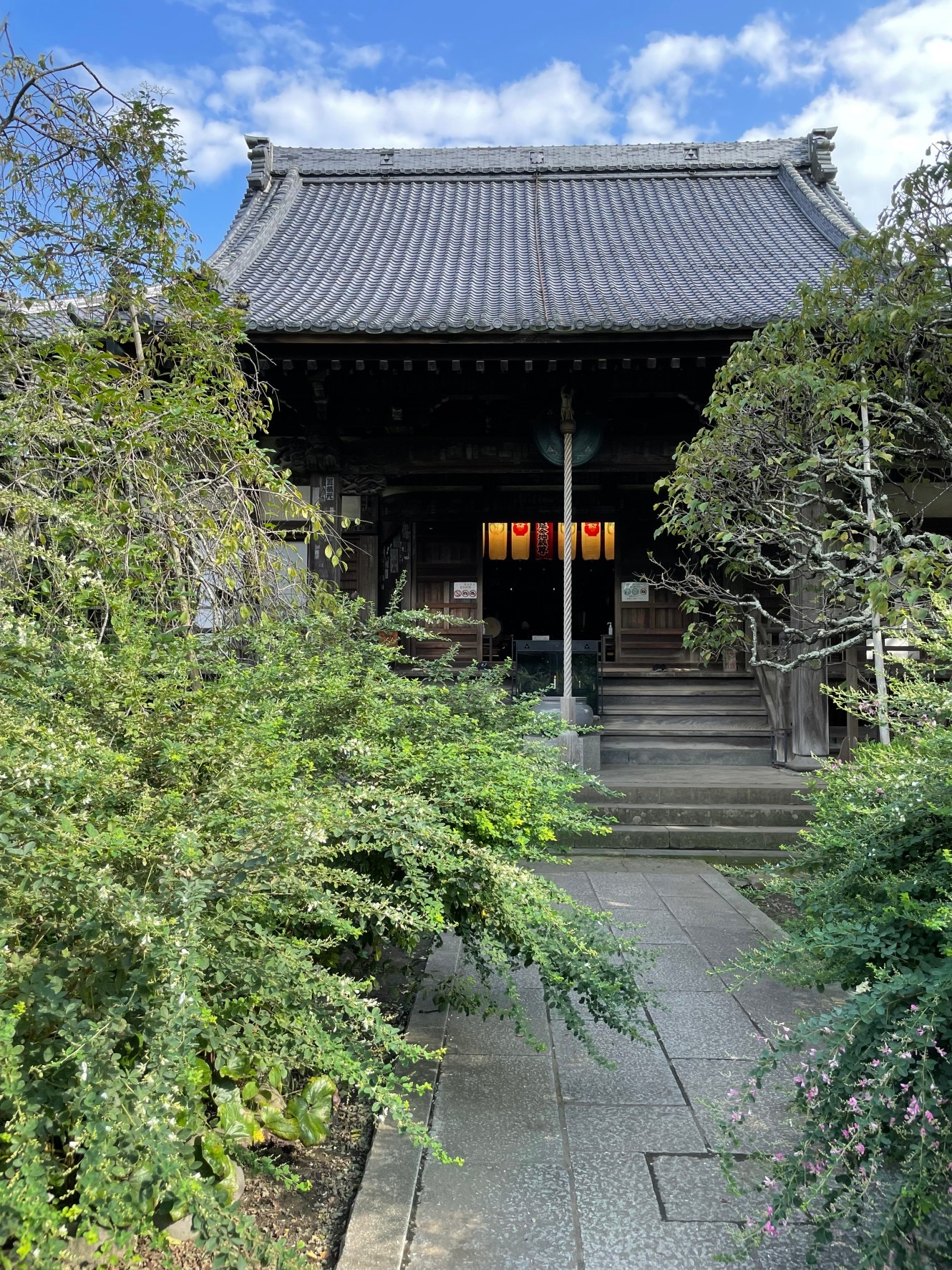 鎌倉花だより⑤