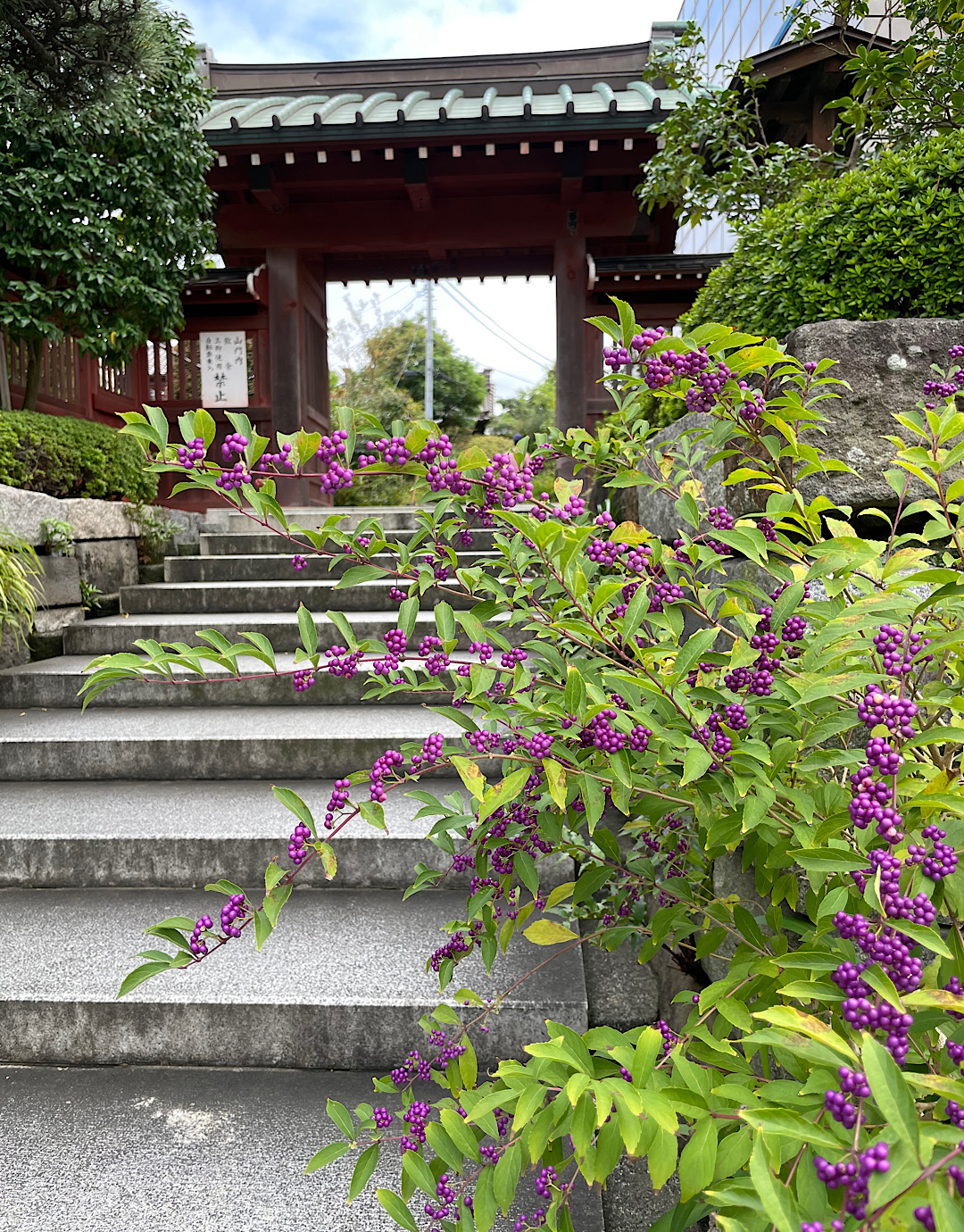 鎌倉　大巧寺