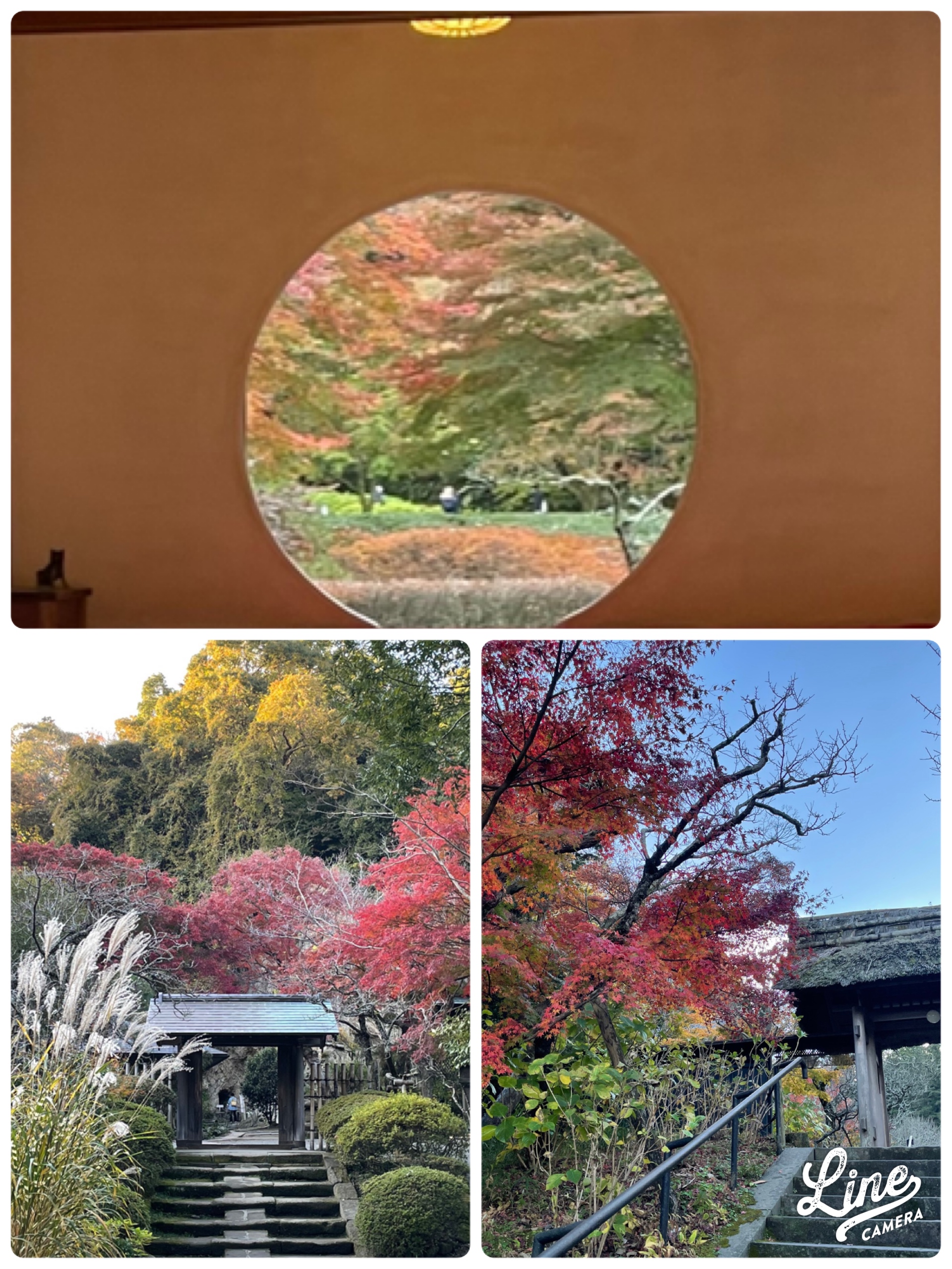 鎌倉　紅葉だより④