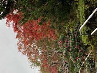 小雪(しょうせつ)