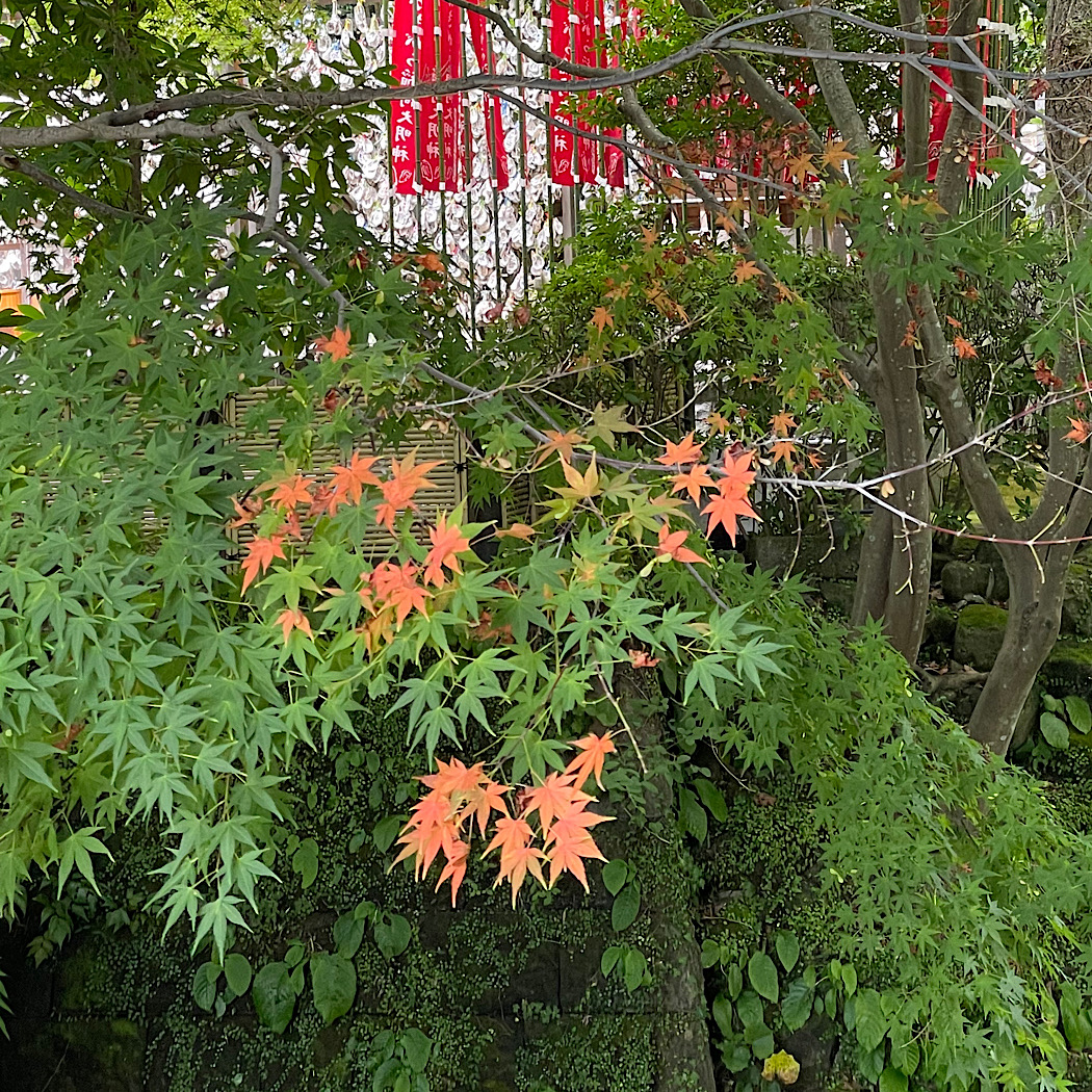 処暑をむかえる鎌倉