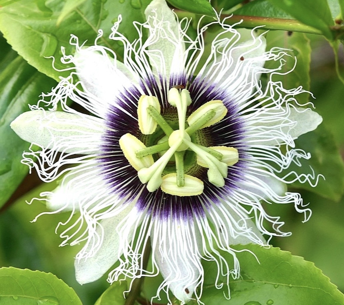 春を迎えるオキナワ