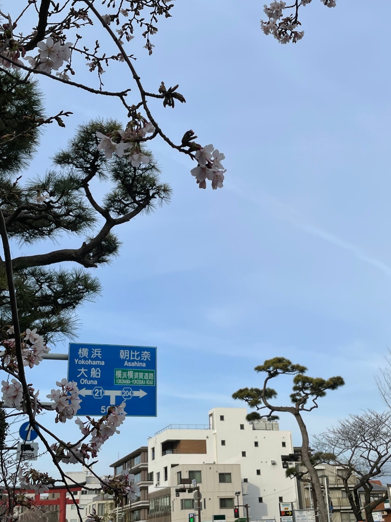 鎌倉　啓蟄(けいちつ)に