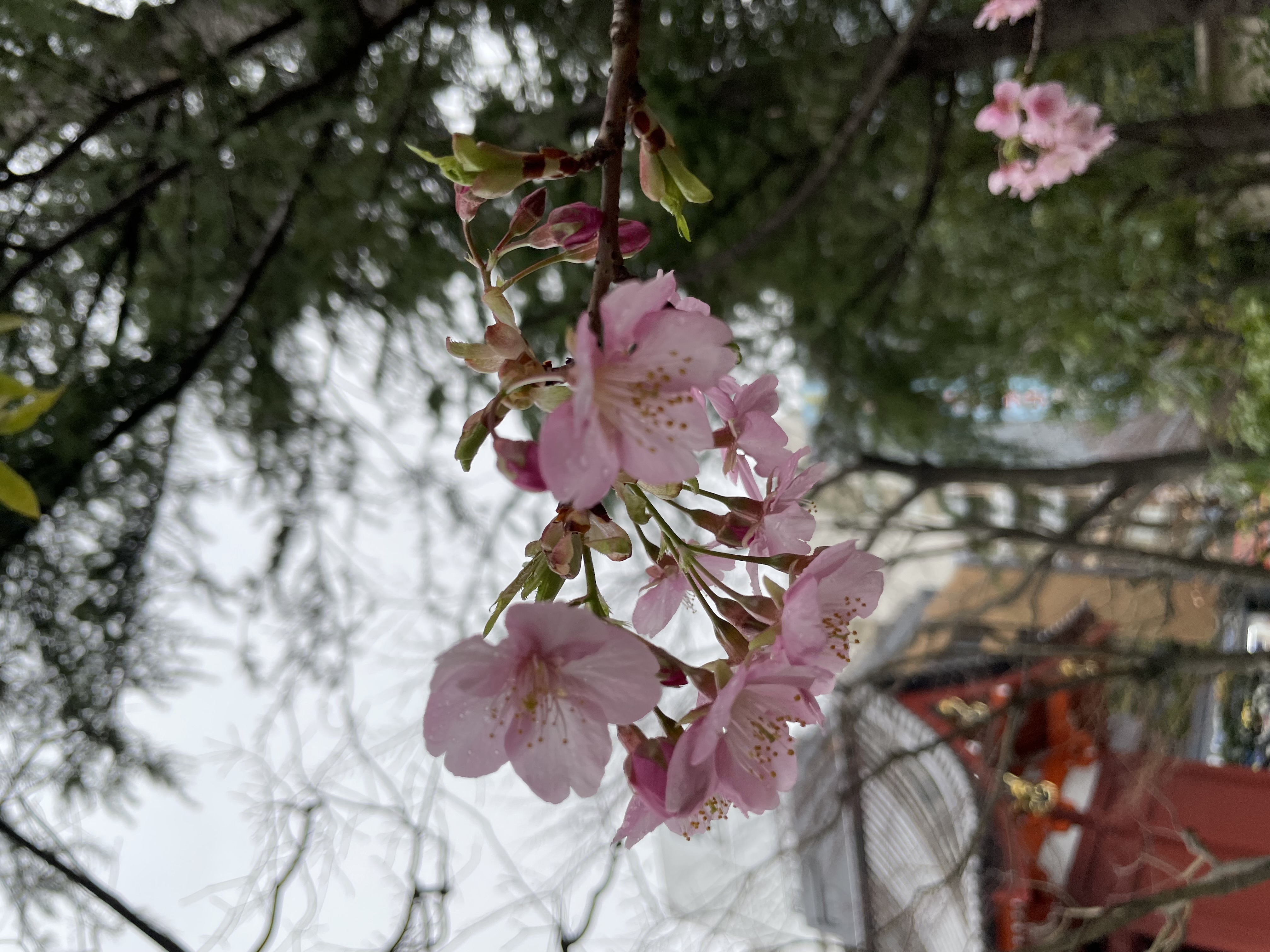 浅草から早咲き桜