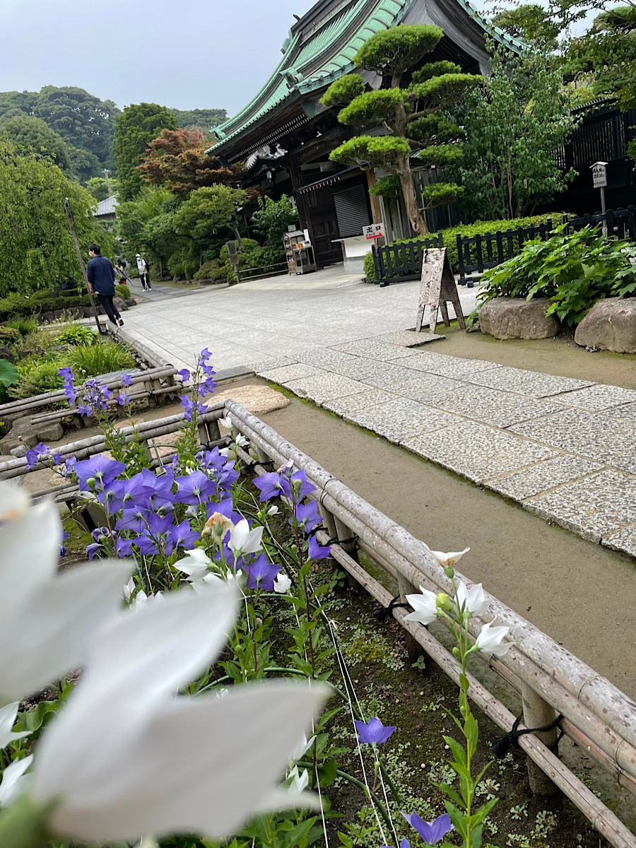 鎌倉花だより