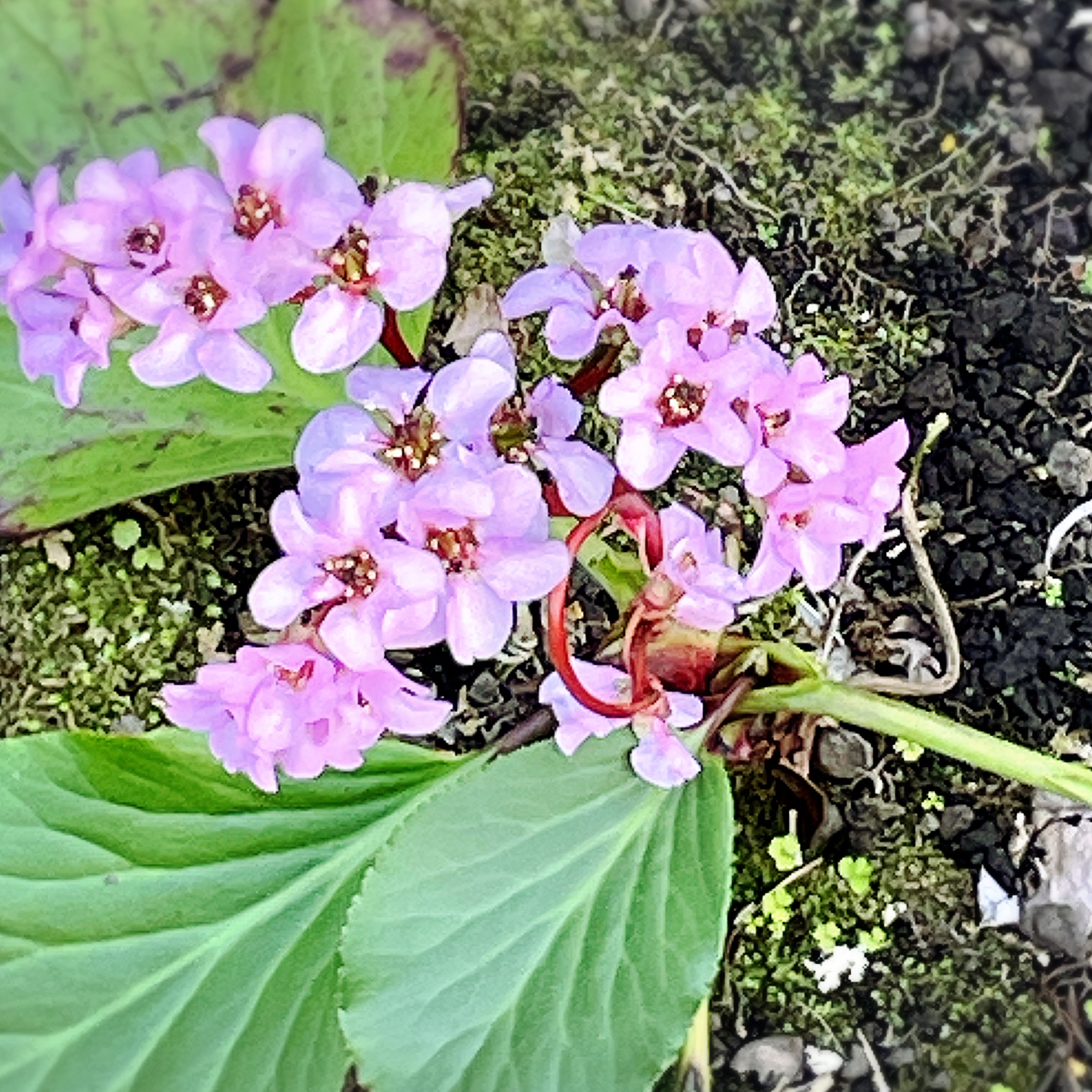 鎌倉ユキノシタ