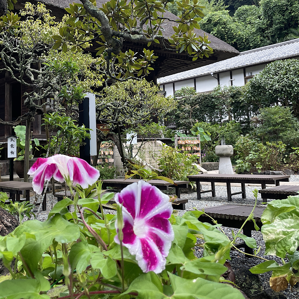 アサガオの朝