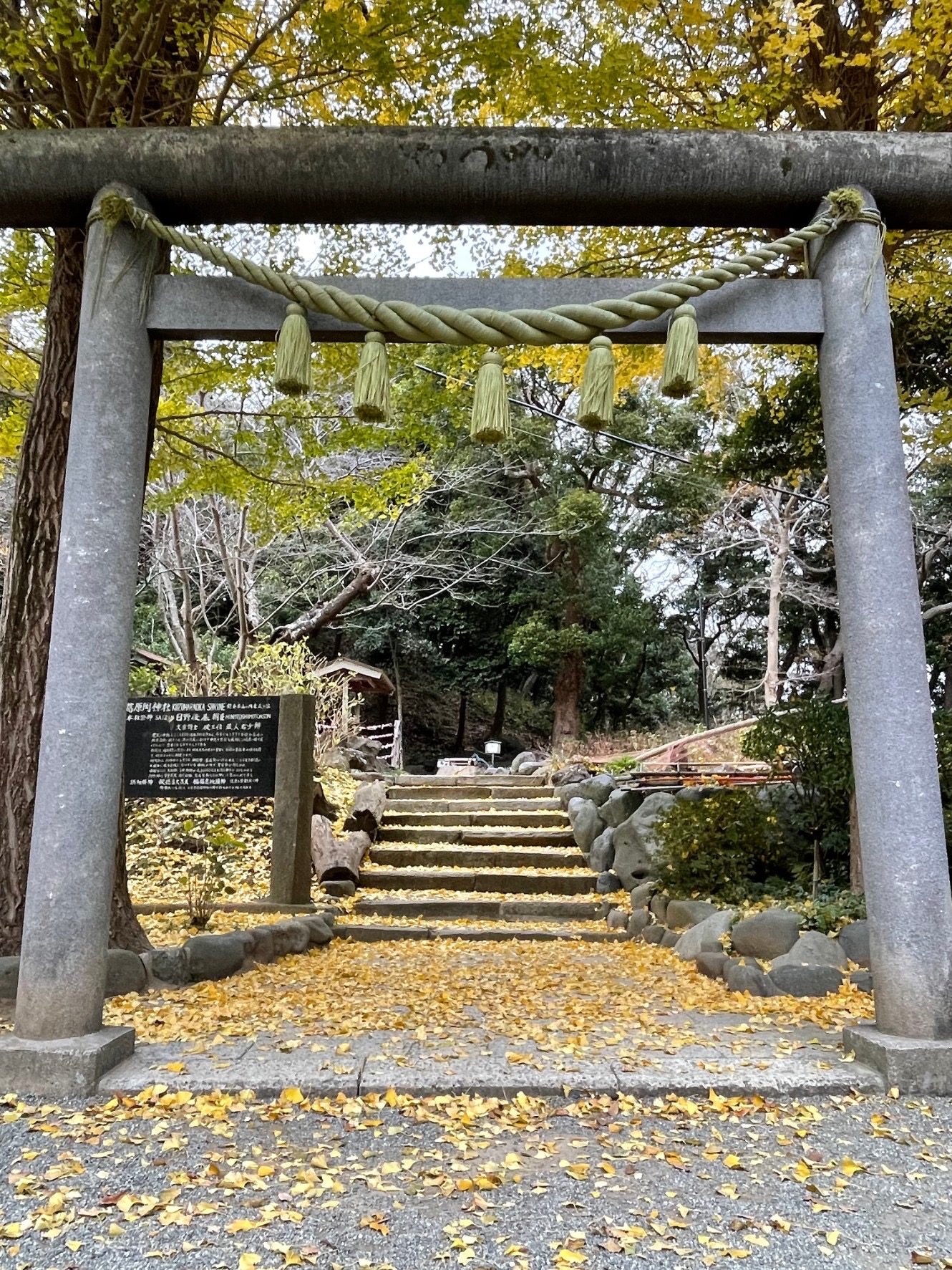鎌倉　紅葉だより⑥