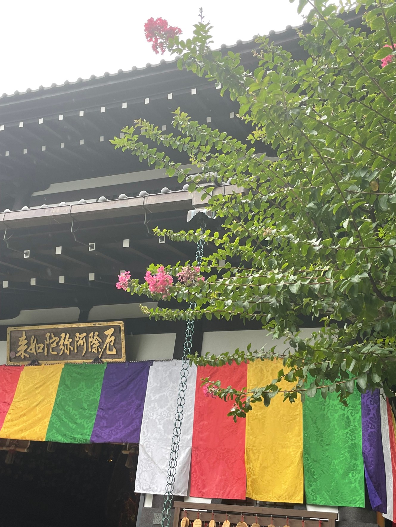 鎌倉花だより②
