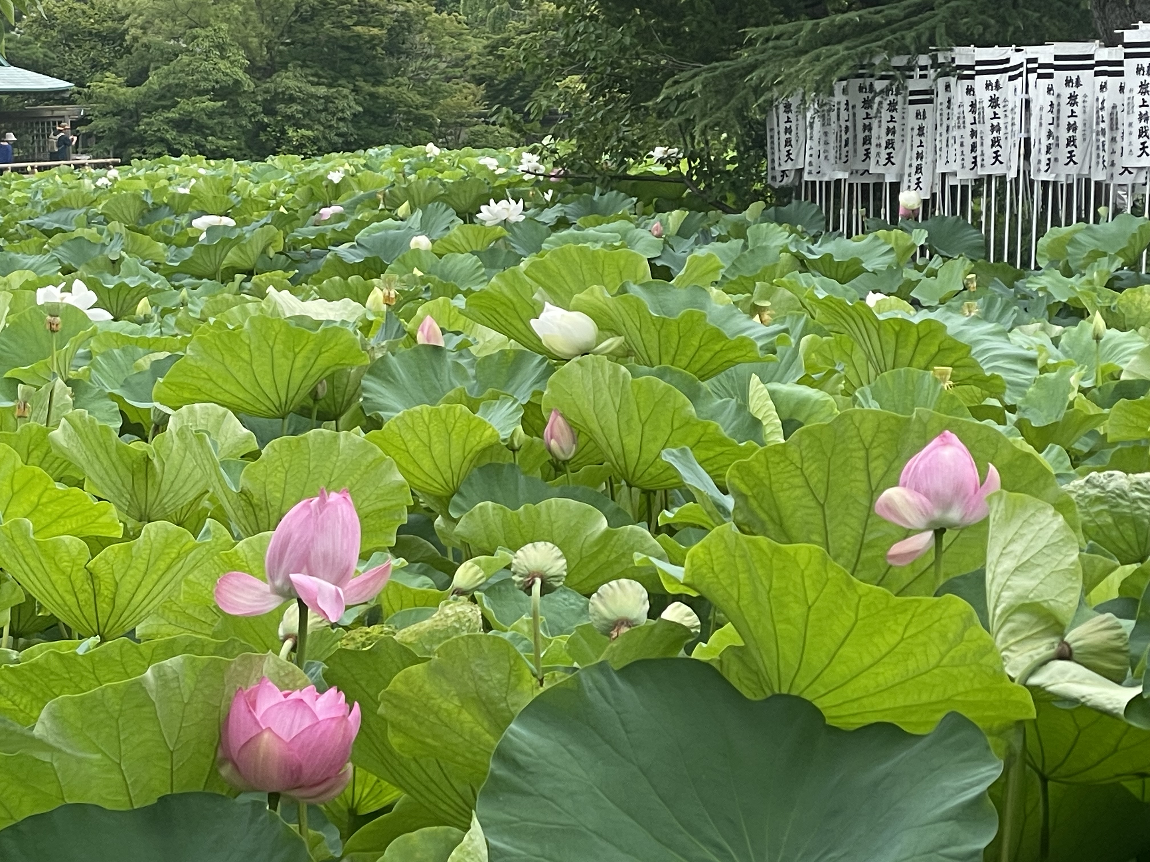 小暑をむかえて