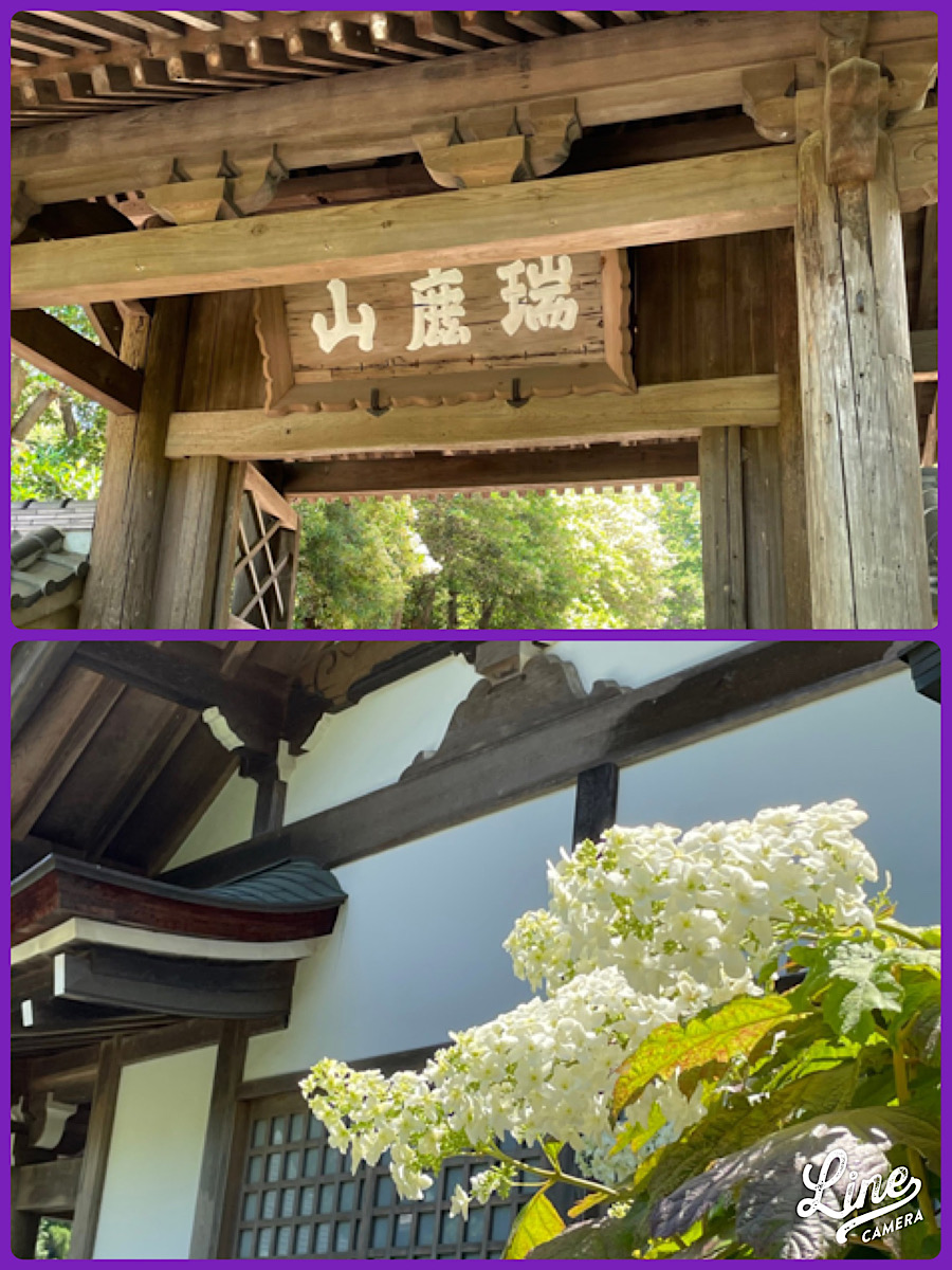 北鎌倉あじさい便り②