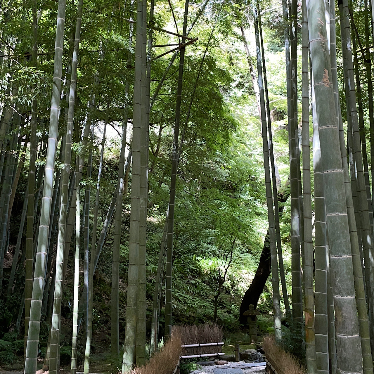 竹葉々起清風 (たけようよう　せいふうをおこす)