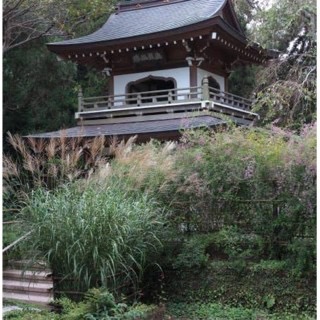 白露(はくろ)