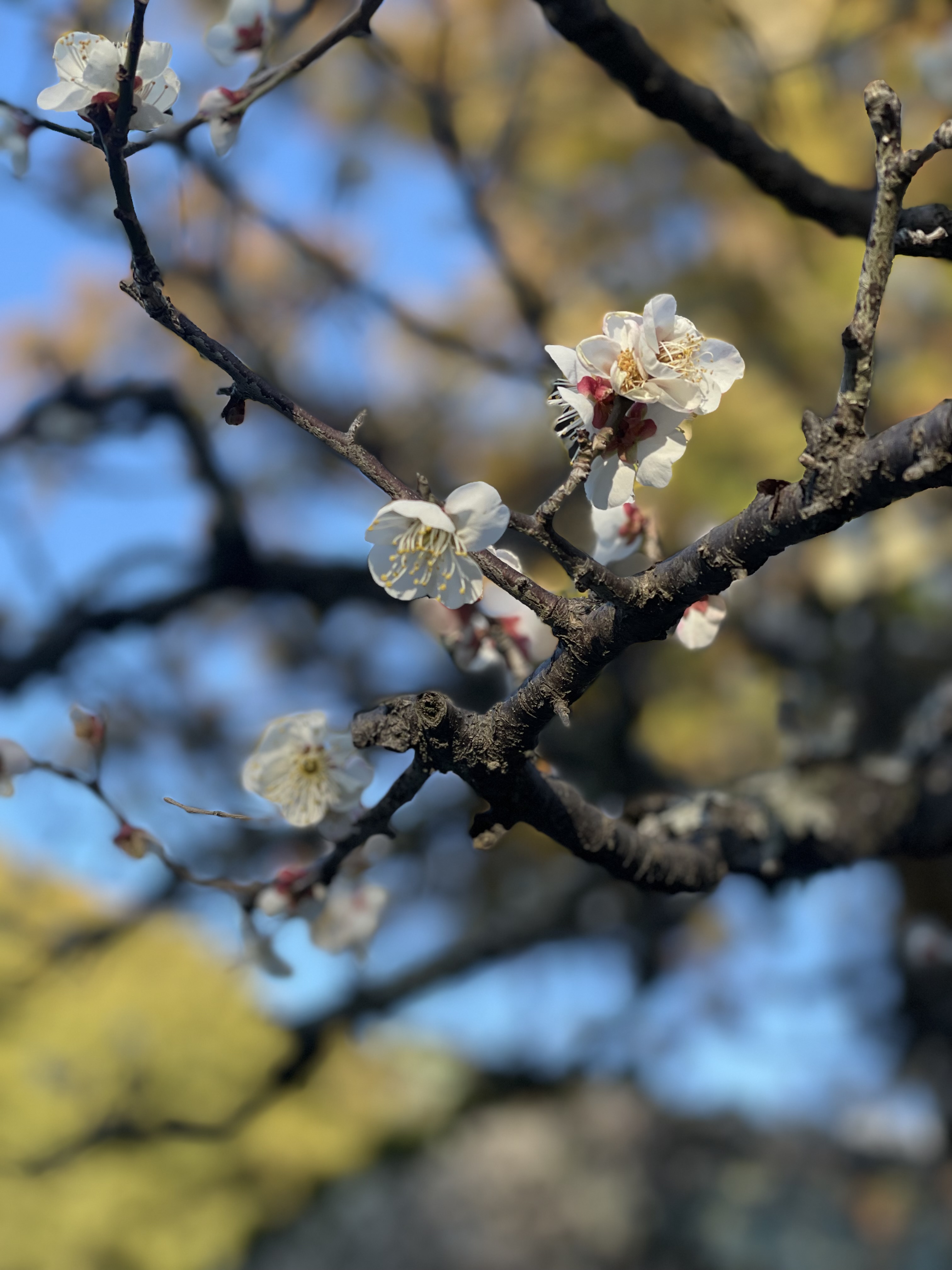 梅花見