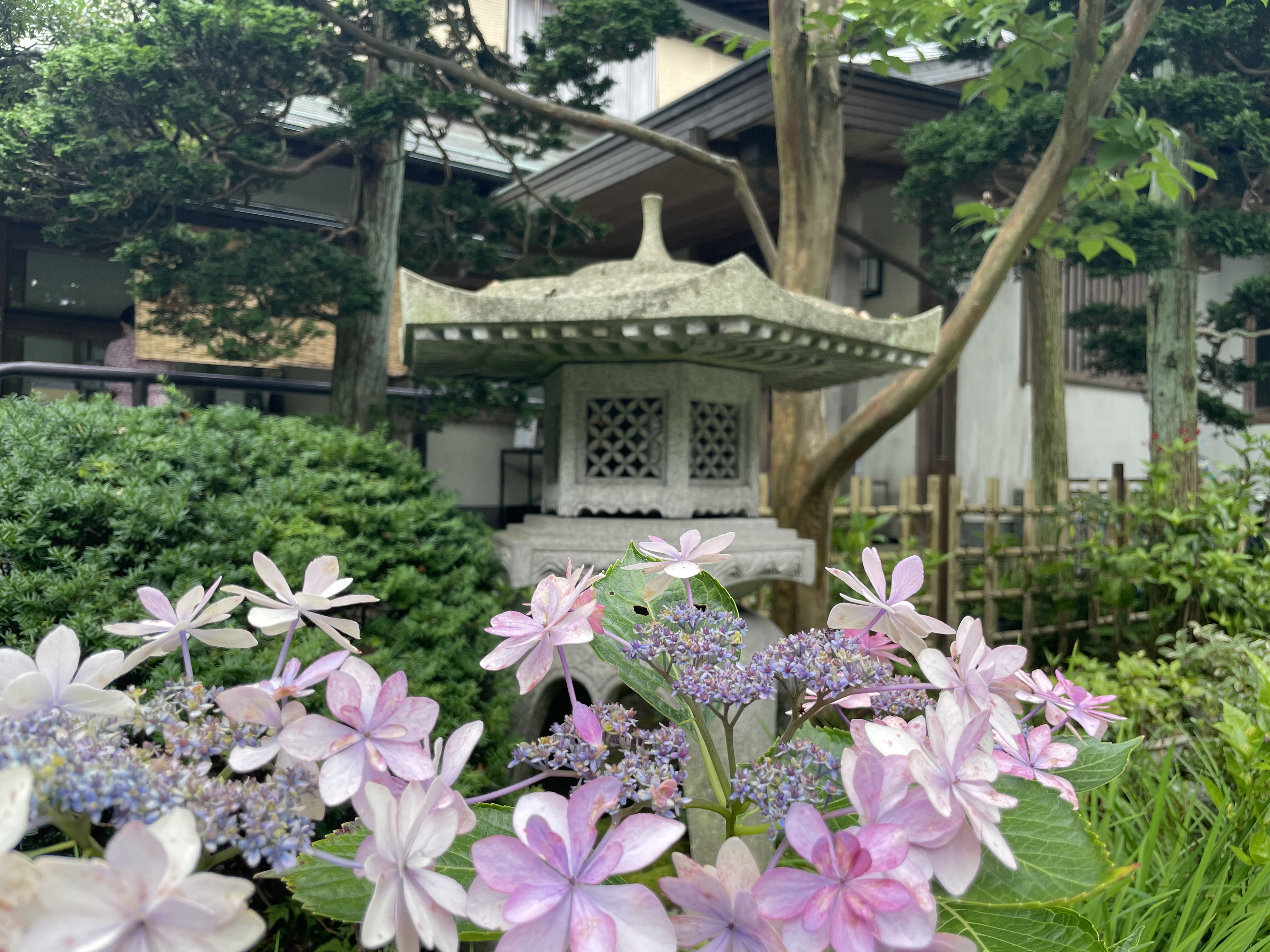 鎌倉　アジサイざんまい